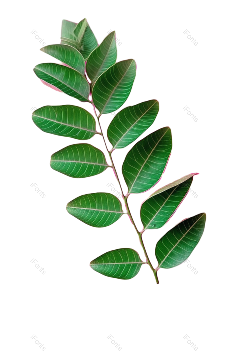 叶子图片,边框元素,装饰PNG,纹理免抠素材